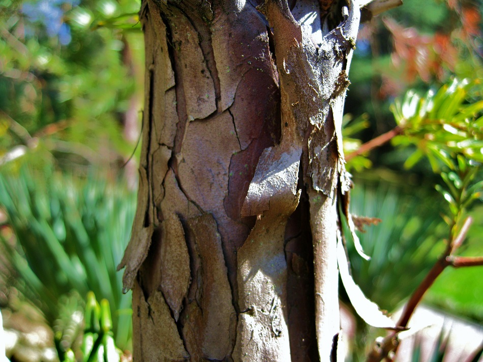 Image of Taxus sumatrana specimen.