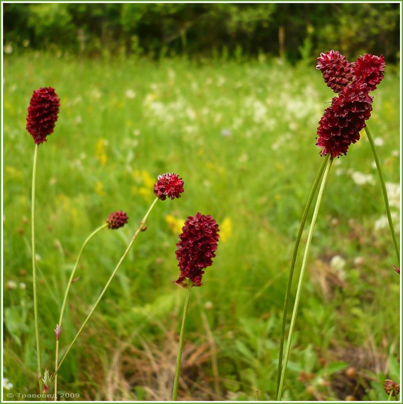 Изображение особи Sanguisorba officinalis.