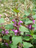 Lamium maculatum. Верхушка растения с соцветиями. Ярославская область, пос. Красные Ткачи. 10 мая 2014 г.