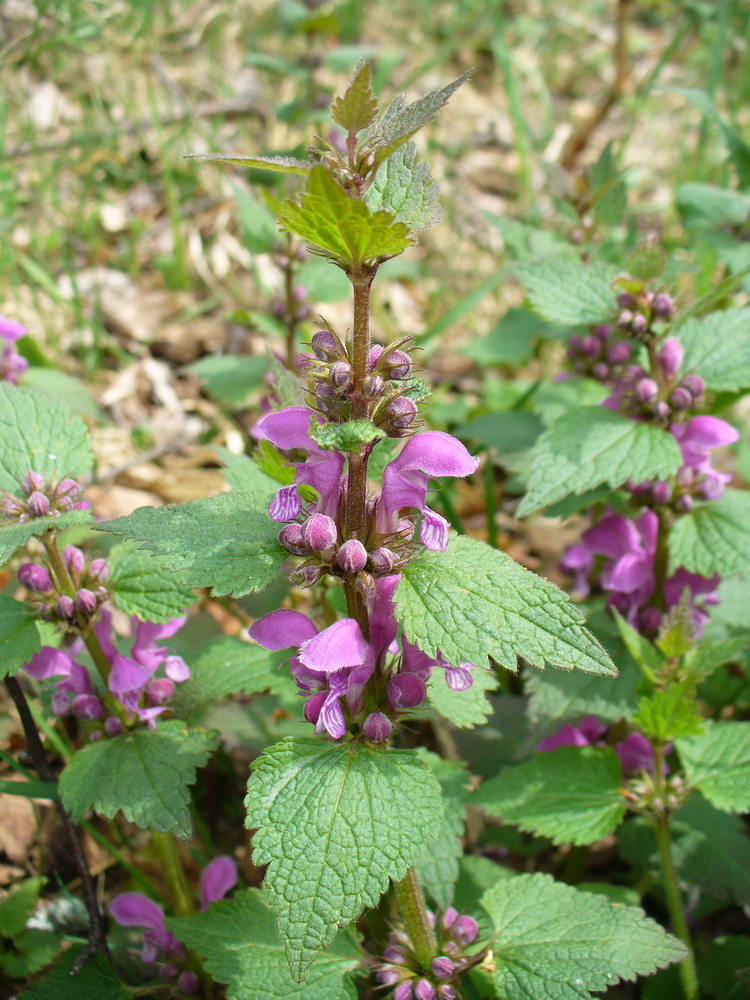 Изображение особи Lamium maculatum.