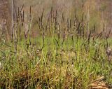 Carex vanheurckii