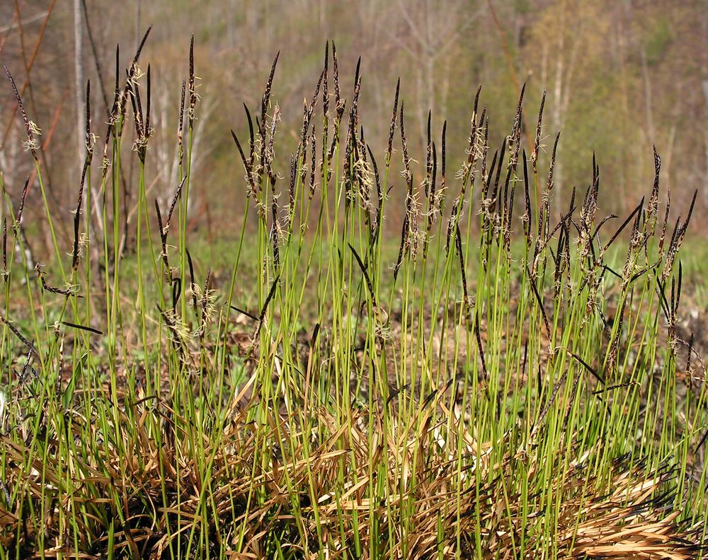 Изображение особи Carex vanheurckii.