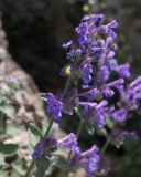 Nepeta mussinii