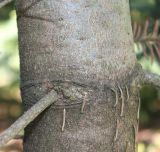 Abies form glauca