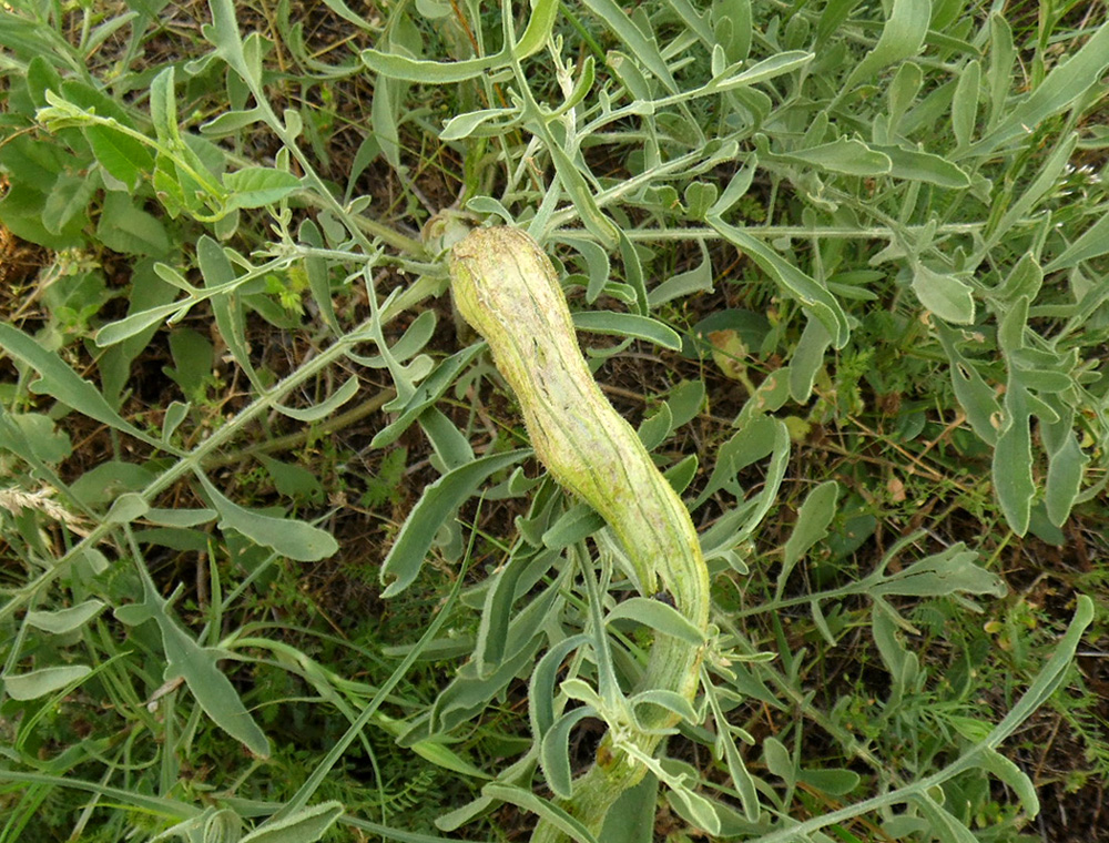 Image of Centaurea salonitana specimen.