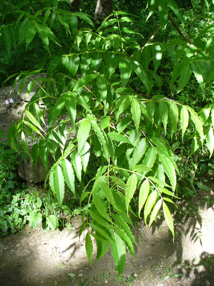 Image of Phellodendron amurense specimen.