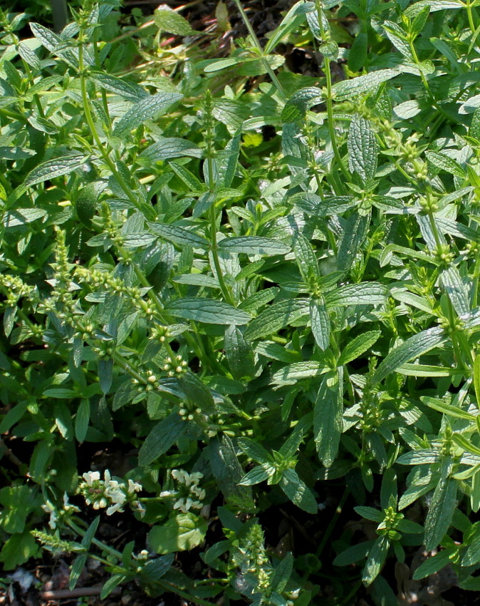 Image of Stachys recta specimen.