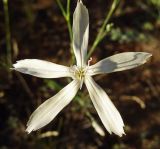 Dianthus leptopetalus