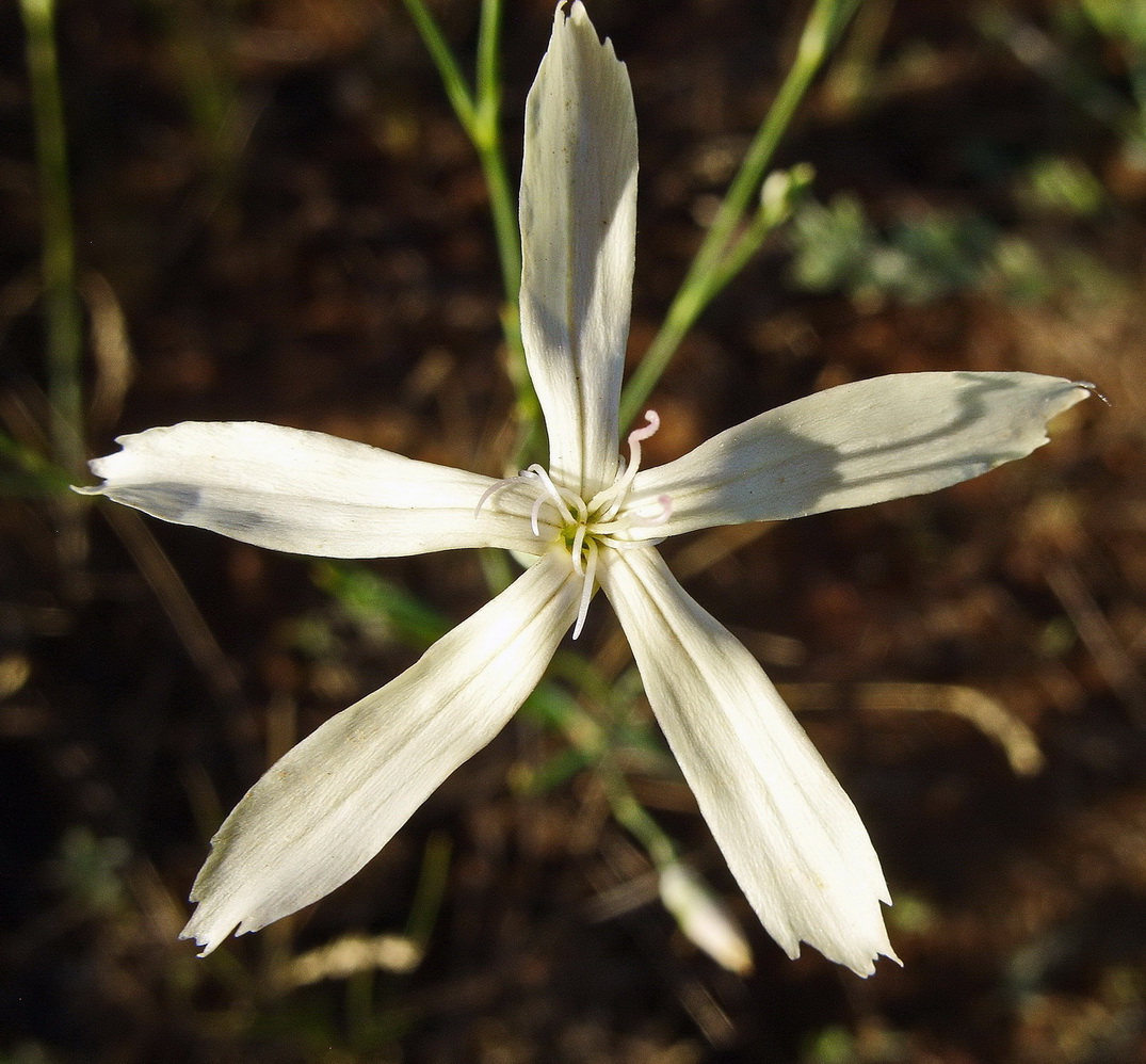 Image of Dianthus leptopetalus specimen.