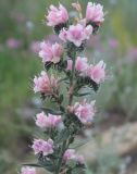 Echium vulgare