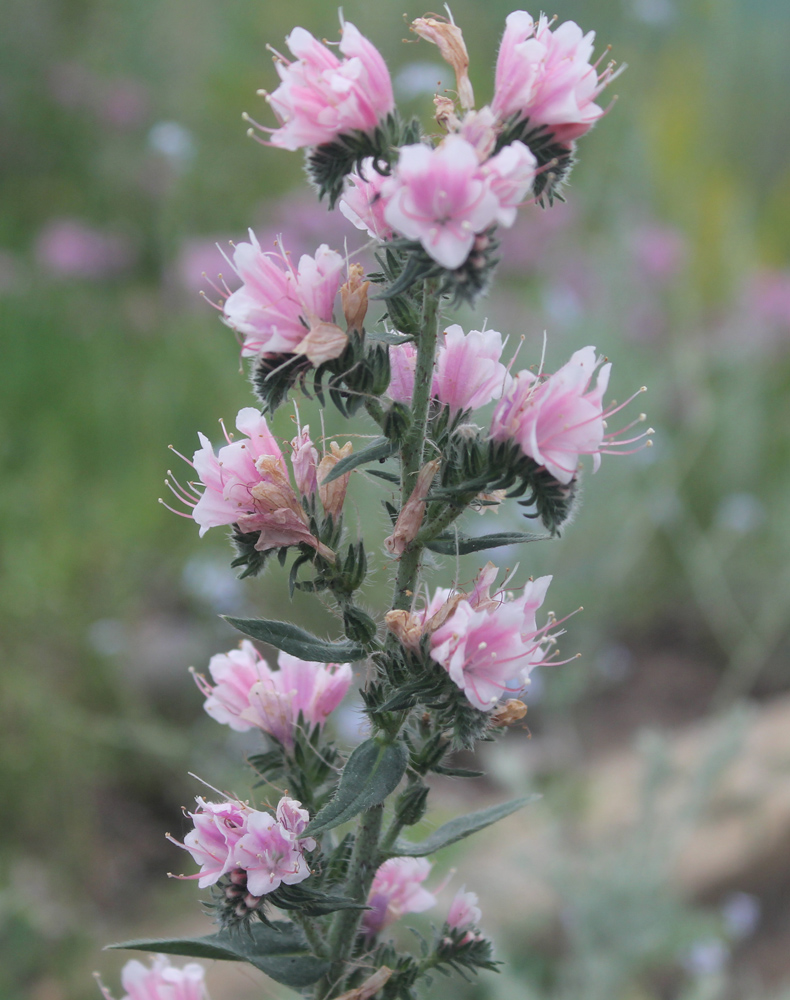 Изображение особи Echium vulgare.