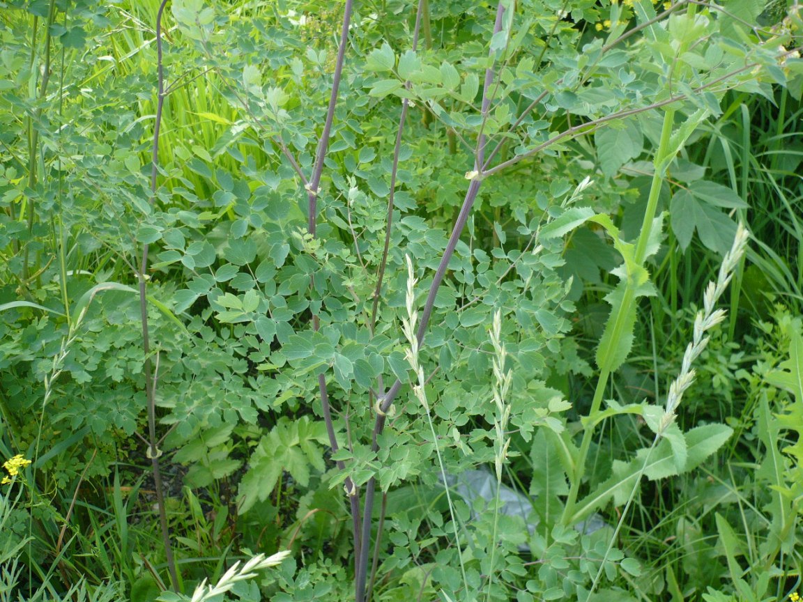 Image of Thalictrum minus specimen.