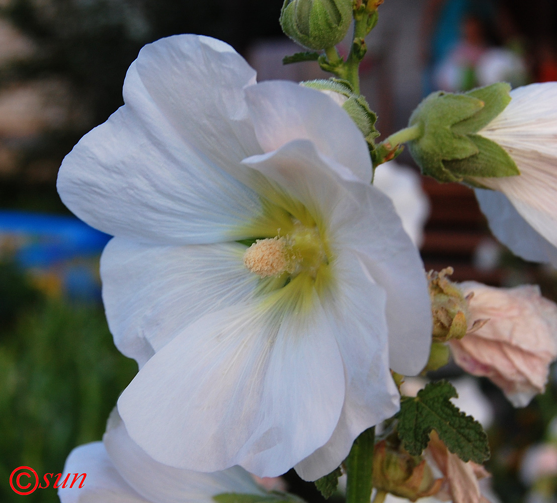 Изображение особи Alcea rosea.