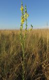 Linaria syspirensis. Цветущее растение. Крым, Тарханкутский п-ов, верховья балки Большой Кастель, степь. 12 июля 2014 г.