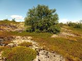 Изображение особи. Автор - Евгений Берестовский