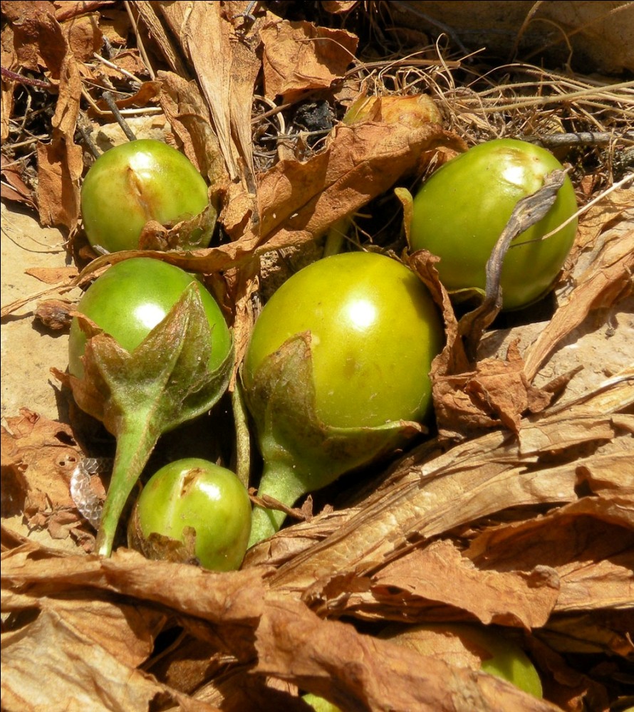 Изображение особи Mandragora officinarum.