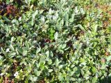 Salix glauca. Растение в кустарничковой тундре. Кольский полуостров, Восточный Мурман, пос. Дальние Зеленцы, мыс Аварийный. 22.07.2009.