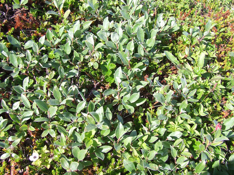 Image of Salix glauca specimen.