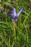 Gentianopsis ciliata. Цветок с опавшим лепестком (видны столбик и тычинки). Нидерланды, провинция Limburg, община Voerendaal, луговой склон юго-западной экспозиции на выходах известняков. 19 сентября 2009 г.