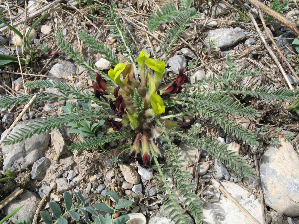 Изображение особи Astragalus atrovinosus.