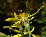 Senecio propinquus