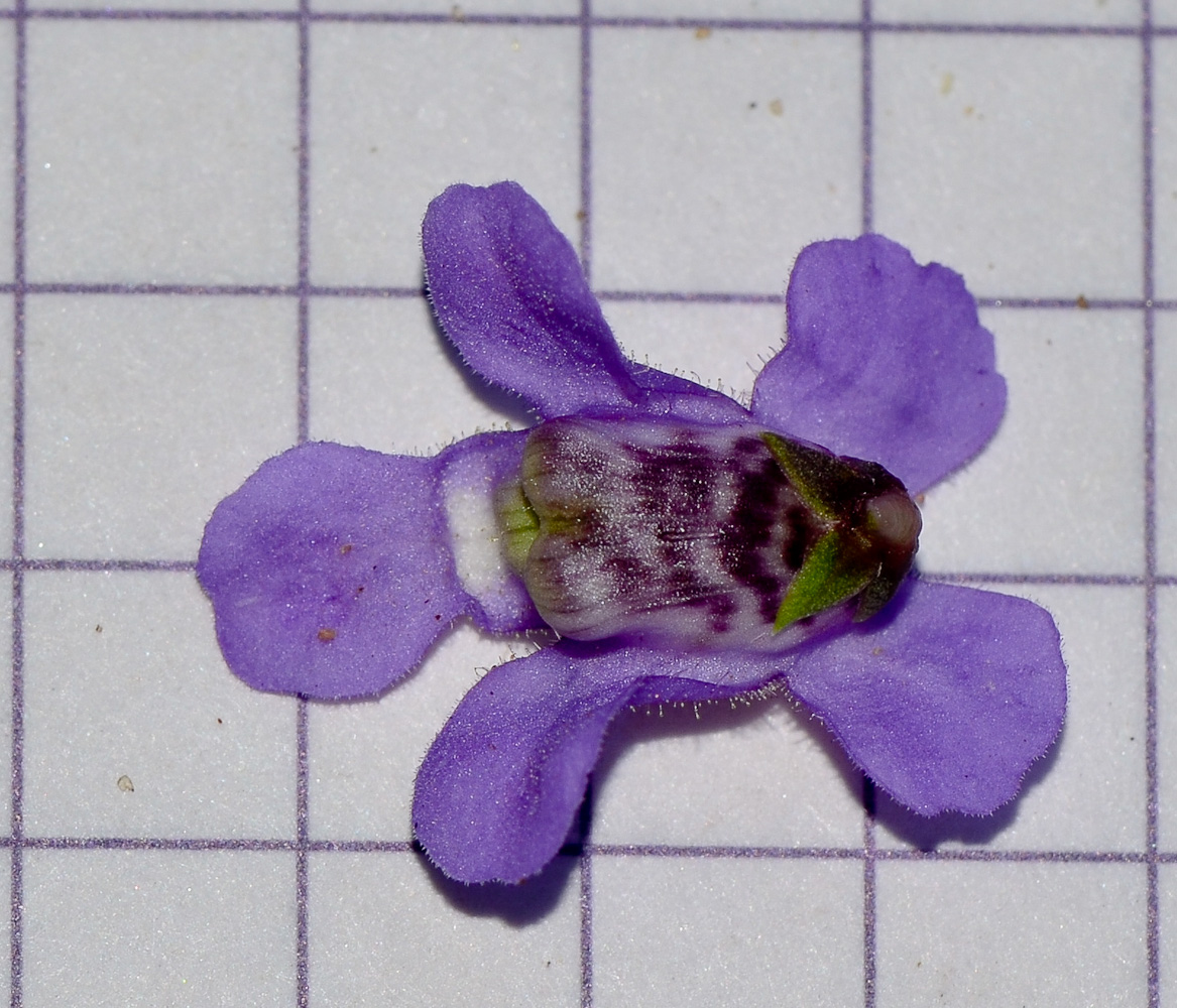 Image of Angelonia angustifolia specimen.