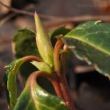 Chimaphila japonica