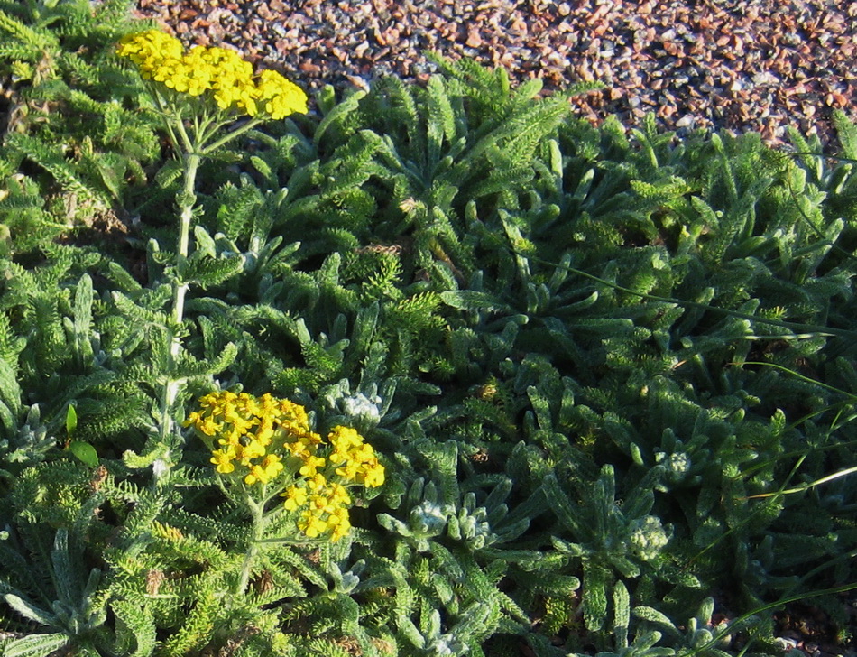 Image of Achillea tomentosa specimen.