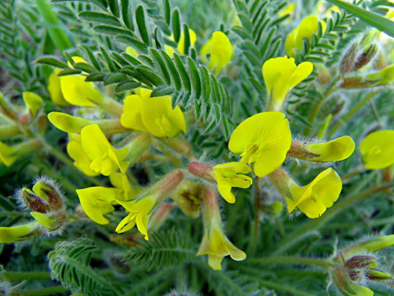 Image of Astragalus henningii specimen.