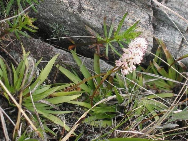 Изображение особи Tofieldia coccinea.