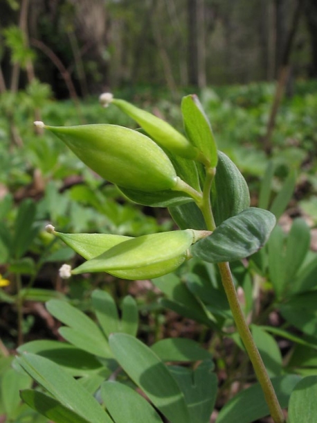 Изображение особи Corydalis intermedia.