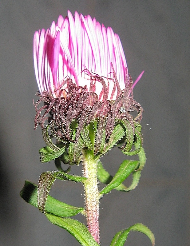 Изображение особи Symphyotrichum novae-angliae.