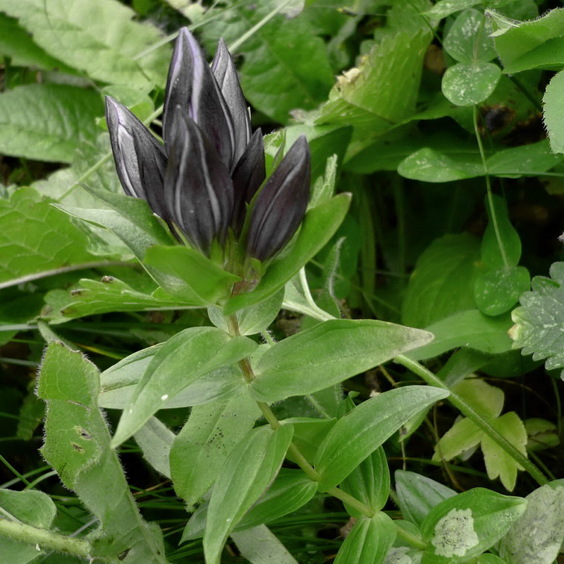 Image of Gentiana septemfida specimen.