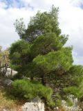 Pinus pityusa