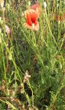 Papaver rhoeas