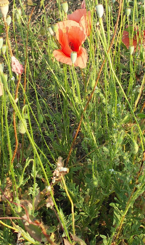 Image of Papaver rhoeas specimen.