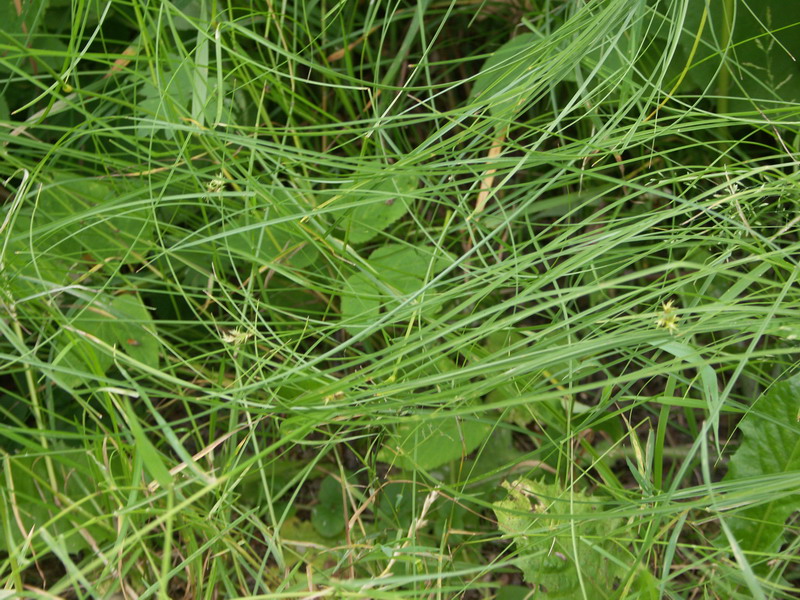 Image of Carex brizoides specimen.