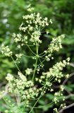 Thalictrum minus