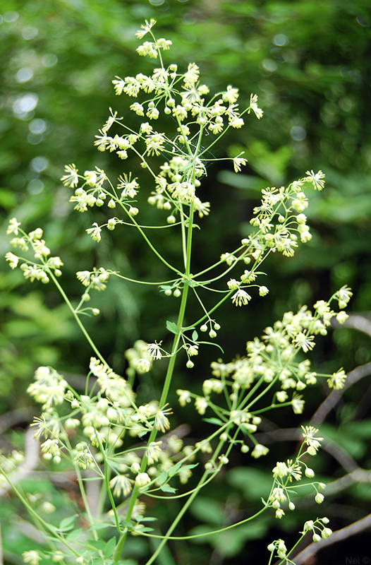 Image of Thalictrum minus specimen.