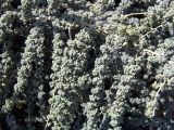 семейство Chenopodiaceae. Побеги с плодами. Южный Казахстан, полупустыня на правобережье Сырдарьи севернее устья Арыси. 27.08.2005.