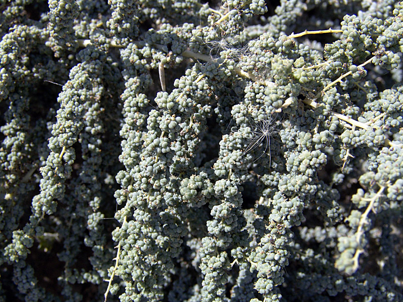 Image of familia Chenopodiaceae specimen.