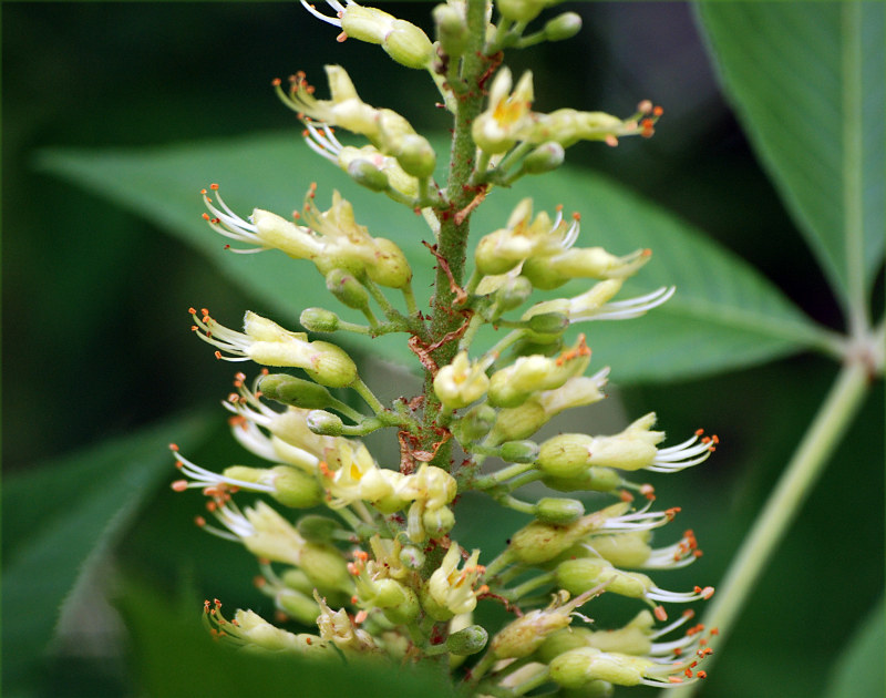 Image of Aesculus glabra specimen.