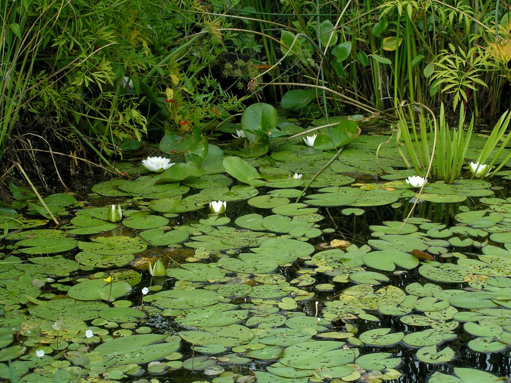 Image of Nymphaea candida specimen.