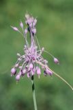 Allium subspecies pulchellum