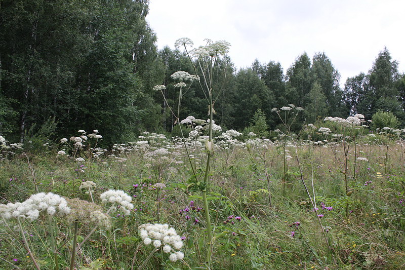 Изображение особи Angelica sylvestris.