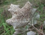 Image of taxon representative. Author is Геннадий Окатов