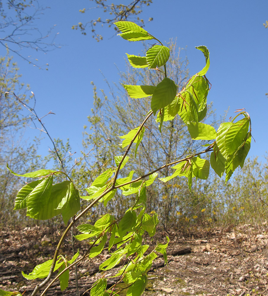 Image of Fagus orientalis specimen.