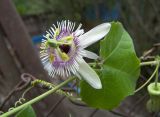 Passiflora morifolia