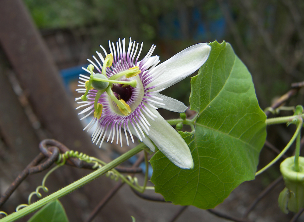 Image of Passiflora morifolia specimen.