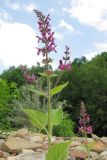 Stachys sylvatica. Верхушка цветущего растения. Краснодарский край, Абинский р-н, окр. станицы Эриванская, галечный берег р. Абин. 06.06.2015.